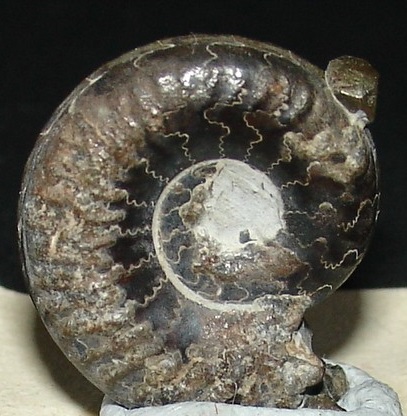 ammonite-m-206