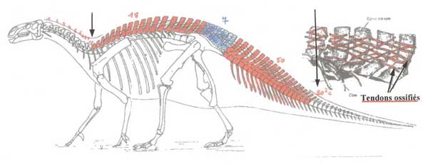 Iguanodon bernissartensis.