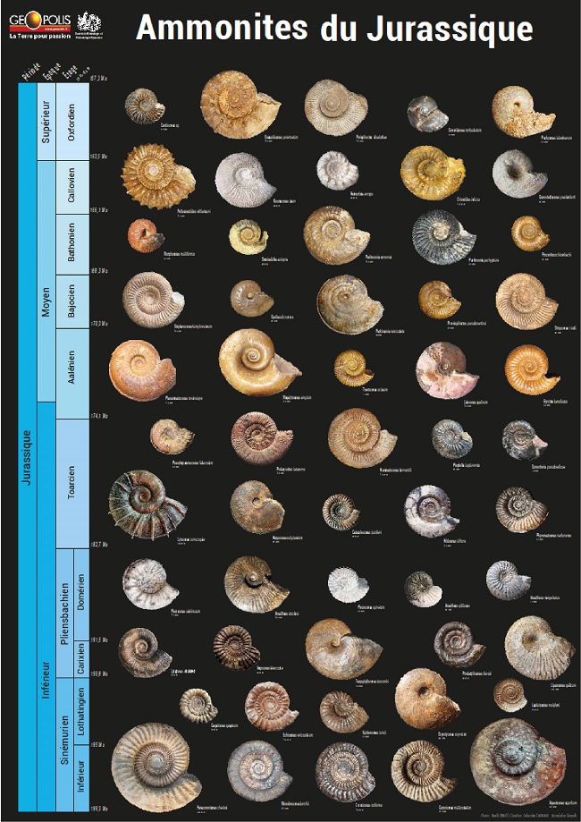 2 Posters - Ammonites du Jurassique